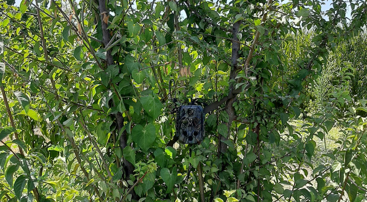 Meyve bahçelerine hırsız dadandı! Çareyi foto kapanda buldular